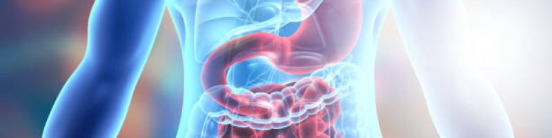 Human body digestive system anatomy. 3d illustration